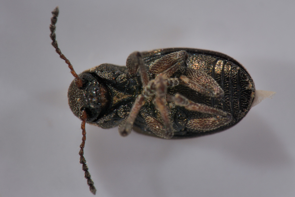 Chrysomelidae: Pachnephorus villosus